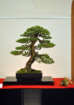 pinus parviflora fenyo bonsai a bonsai kiallitason a marczika bonsai es suiseki mustran
